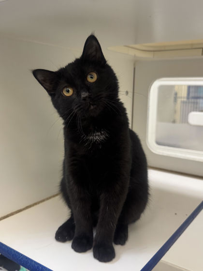 ANAKIN - Domestic Shorthair / Mix available for adoption