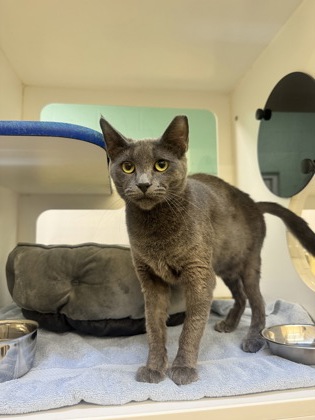 WRAITH - Domestic Shorthair / Mix available for adoption