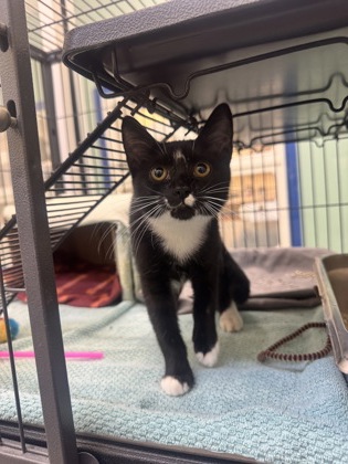 BALOO - Domestic Shorthair / Mix available for adoption