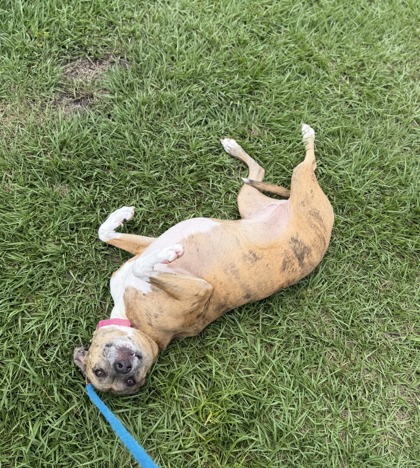 SPUDS - Catahoula Leopard dog / Mix available for adoption