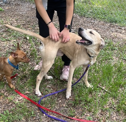 CLANCY - Mixed Breed, Large (over 44 lbs fully grown) / Mix available for adoption
