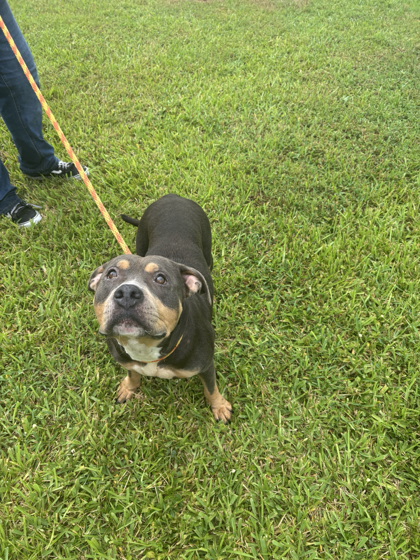 DAPHNE - Mixed Breed, Large (over 44 lbs fully grown) / Mix available for adoption