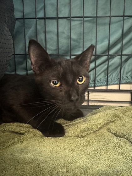 WYVERN - Domestic Shorthair / Mix available for adoption