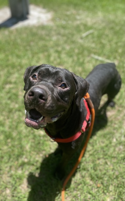 DJ - Mixed Breed, Large (over 44 lbs fully grown) / Mix available for adoption