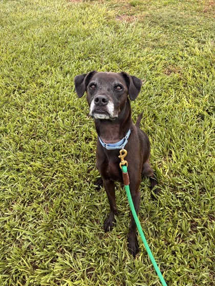 BABY - Mixed Breed, Medium (up to 44 lbs fully grown) / Mix available for adoption
