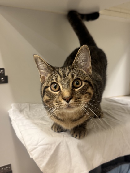ASH - Domestic Shorthair / Mix available for adoption