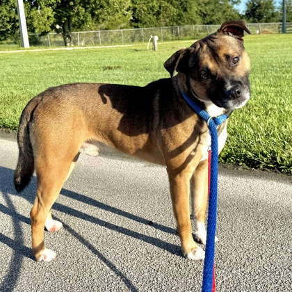 BISCUIT - Mixed Breed, Large (over 44 lbs fully grown) / Mix available for adoption