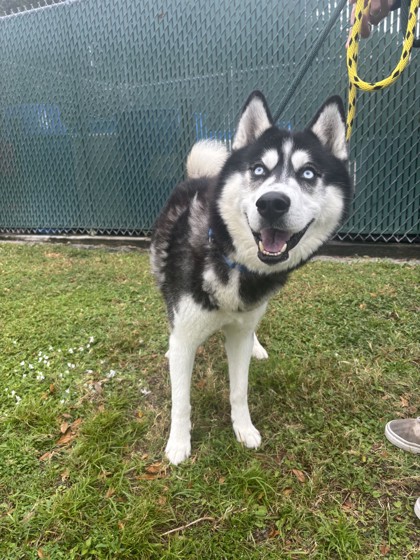 MR. PARKER - Mixed Breed, Large (over 44 lbs fully grown) / Mix available for adoption