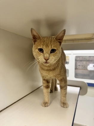 MR. MAN - Domestic Shorthair / Mix available for adoption