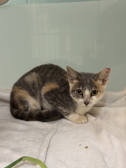 ACORN - Domestic Shorthair / Mix available for adoption