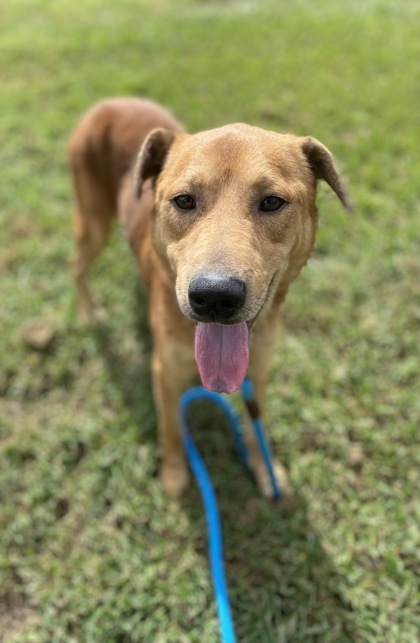 ZOE - Mixed Breed, Large (over 44 lbs fully grown) / Mix available for adoption