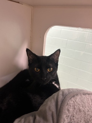 PANTHER - Domestic Shorthair / Mix available for adoption