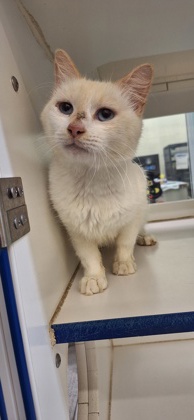 POLAR BEAR - Domestic Shorthair / Mix available for adoption