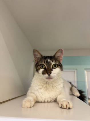 ELLA - Domestic Medium Hair / Mix available for adoption