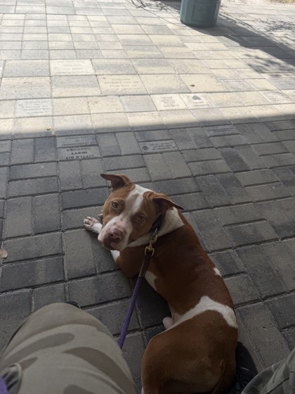 TATE - American Pit Bull Terrier / Mix available for adoption