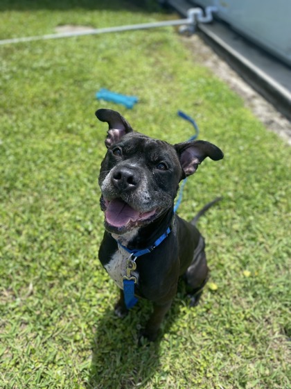 BUGSY - Boxer / Mix available for adoption