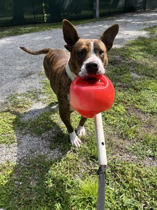 LADY - American Staffordshire Terrier / Mix for adoption in Palm Bay