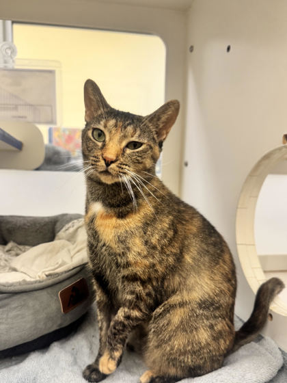 CAMMIE - Domestic Shorthair / Mix available for adoption