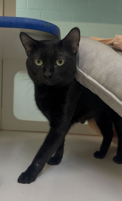 MEOW MEOW - Domestic Shorthair / Mix available for adoption