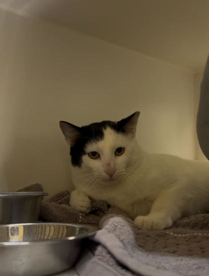 DAVINCI - Domestic Shorthair / Mix available for adoption