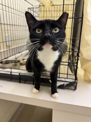 BOBCAT - Domestic Shorthair / Mix available for adoption