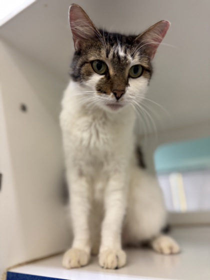 ELLA - Domestic Medium Hair / Mix available for adoption
