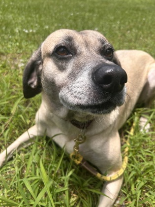 HANNA - Mixed Breed, Medium (up to 44 lbs fully grown) / Mix for adoption in Palm Bay
