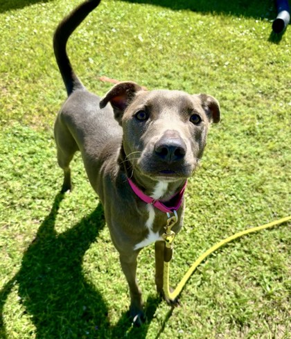 CHIPPEWA - Mixed Breed, Large (over 44 lbs fully grown) / Mix available for adoption
