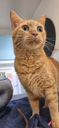 LITTLE KITTY - Domestic Shorthair / Mix available for adoption