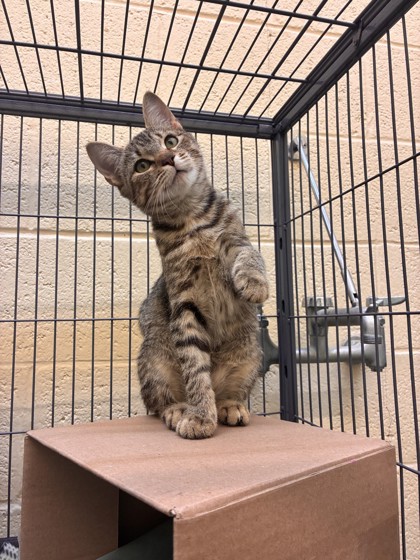 BEAN DIP - Domestic Shorthair / Mix available for adoption
