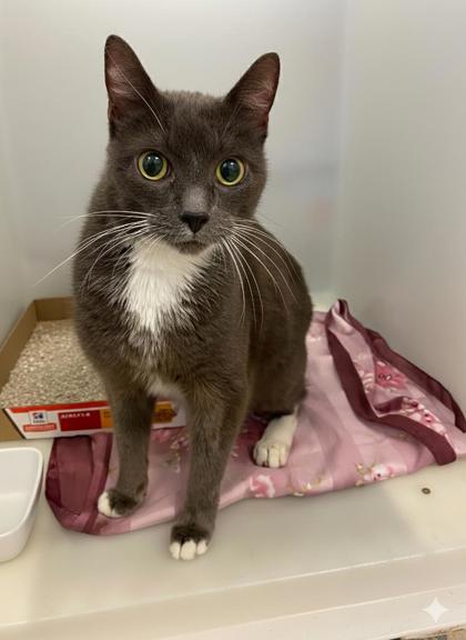 WINSTON - Domestic Shorthair / Mix available for adoption