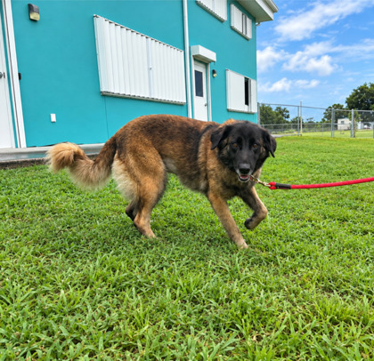 BETSY - Mixed Breed, Large (over 44 lbs fully grown) / Mix available for adoption
