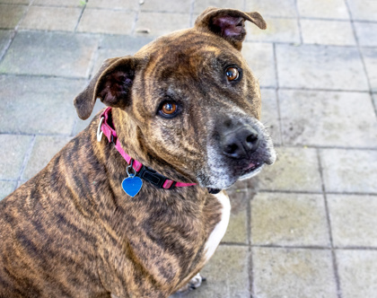 LOKI - Mixed Breed, Large (over 44 lbs fully grown) / Mix available for adoption