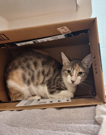 JUICY - Domestic Shorthair / Mix available for adoption