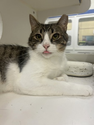 AUDEN - Domestic Shorthair / Mix available for adoption