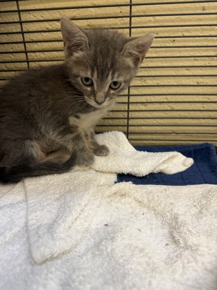ANNIE - Domestic Shorthair / Mix available for adoption