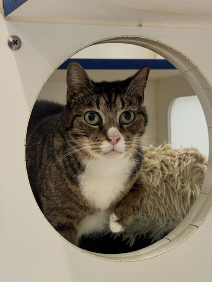LITTLE BIT - Domestic Shorthair / Mix available for adoption