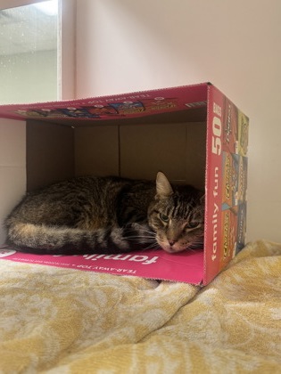LOKI - Domestic Shorthair / Mix available for adoption