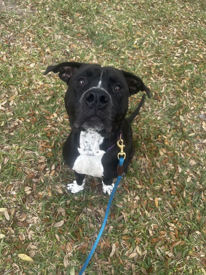 RAMBO - Mixed Breed, Medium (up to 44 lbs fully grown) / Mix for adoption in Palm Bay