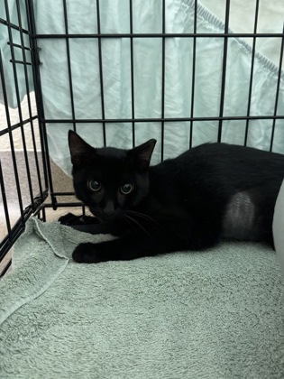 BIG BOO - Domestic Shorthair / Mix available for adoption