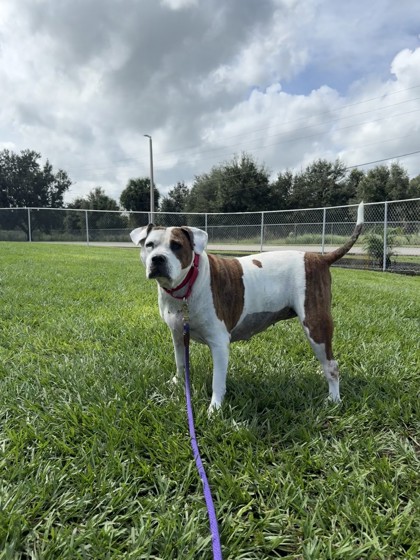 KISSES - Mixed Breed, Large (over 44 lbs fully grown) / Mix available for adoption