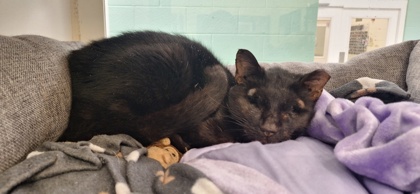 MICCO - Domestic Shorthair / Mix available for adoption