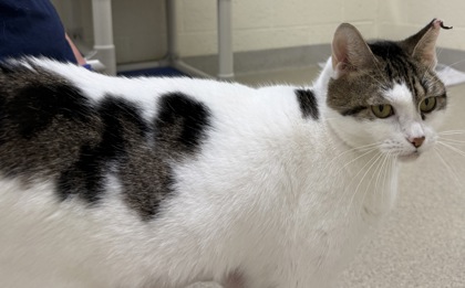 COACHELLA - Domestic Shorthair / Mix available for adoption