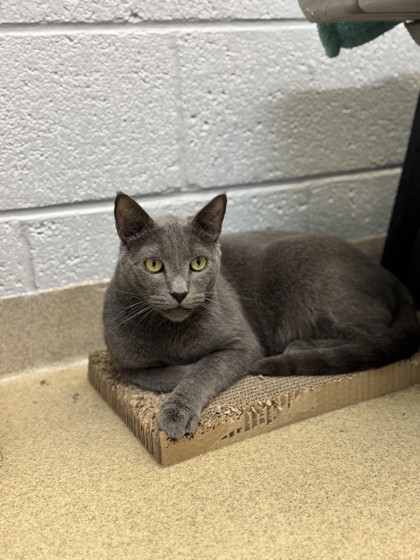 ONI - Domestic Shorthair / Mix available for adoption
