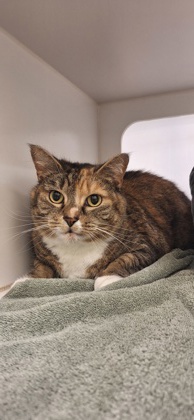 RAISINET - Domestic Shorthair / Mix available for adoption