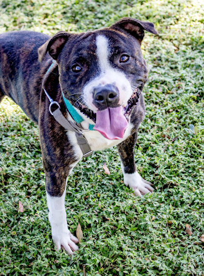MACK TRUCK - Mixed Breed, Large (over 44 lbs fully grown) / Mix available for adoption