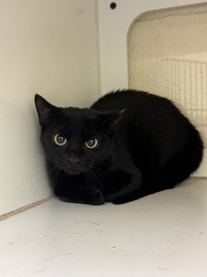 LILITH - Domestic Shorthair / Mix available for adoption