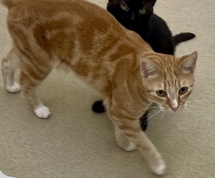 DJINN - Domestic Shorthair / Mix available for adoption