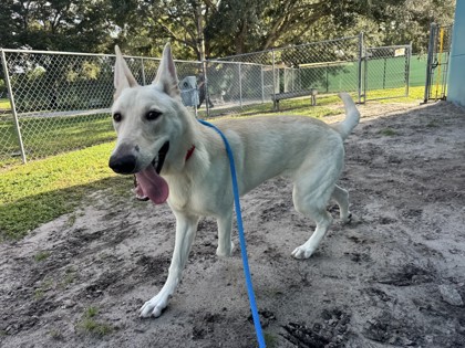 CONAN - Mixed Breed, Large (over 44 lbs fully grown) / Mix available for adoption