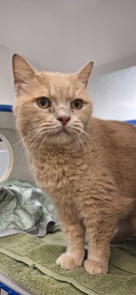 BUTTERFINGER - Domestic Shorthair / Mix available for adoption